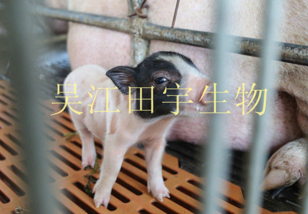 ʵðС
