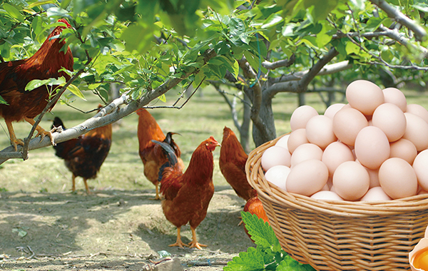 生态鸡蛋